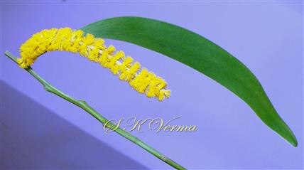  Inflorescence (Spike)